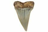 Fossil Broad-Toothed Mako Shark Tooth - North Carolina #272975-1